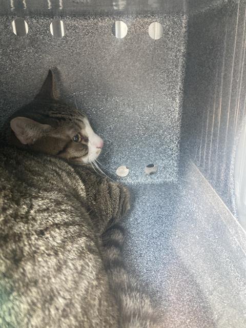 ANTONY - Domestic Short Hair available for adoption