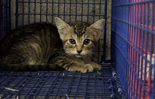 LEELA - Domestic Short Hair available for adoption