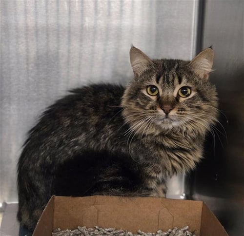 DANNY - Domestic Medium Hair available for adoption