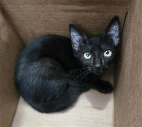 VIVIAN - Domestic Short Hair available for adoption