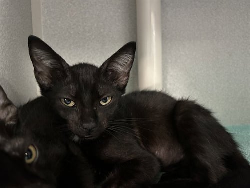 VIVIAN - Domestic Short Hair available for adoption