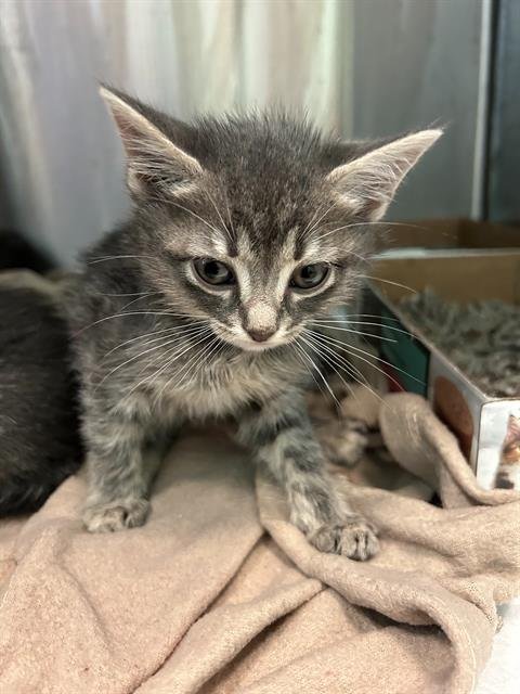 NONA - Domestic Short Hair available for adoption