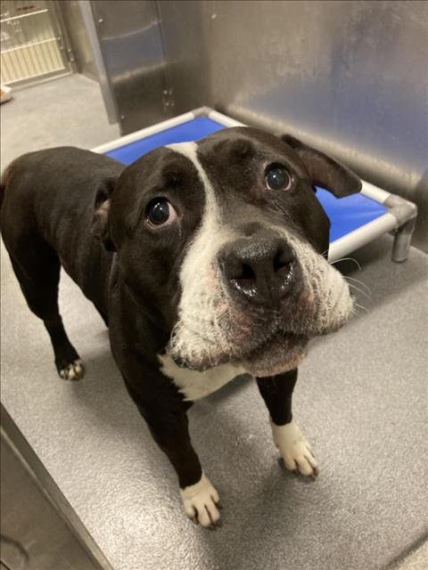 LULU - Pit Bull Terrier available for adoption