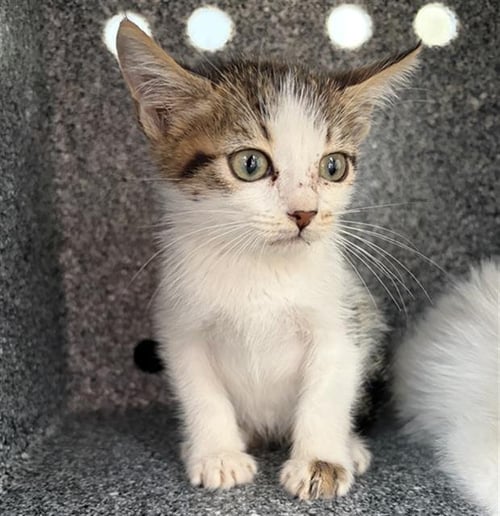 SUGAR - Domestic Short Hair available for adoption