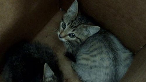 OCEAN - Domestic Short Hair available for adoption