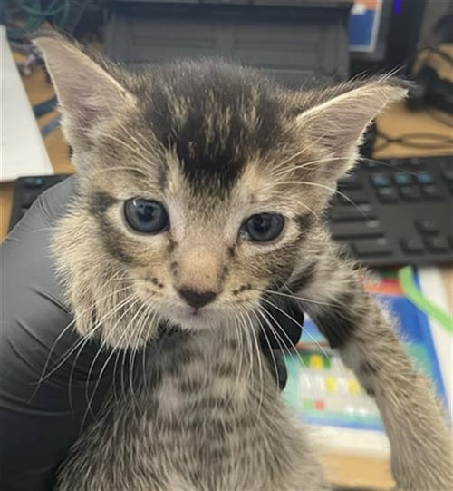 APRIL - Domestic Short Hair available for adoption