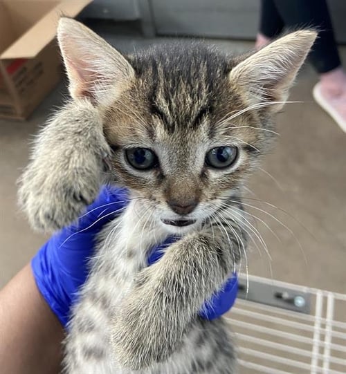 BUZZ - Domestic Short Hair available for adoption