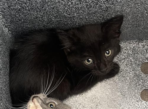 JUJU - Domestic Short Hair available for adoption