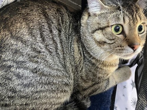 MALACHITE - Domestic Short Hair available for adoption