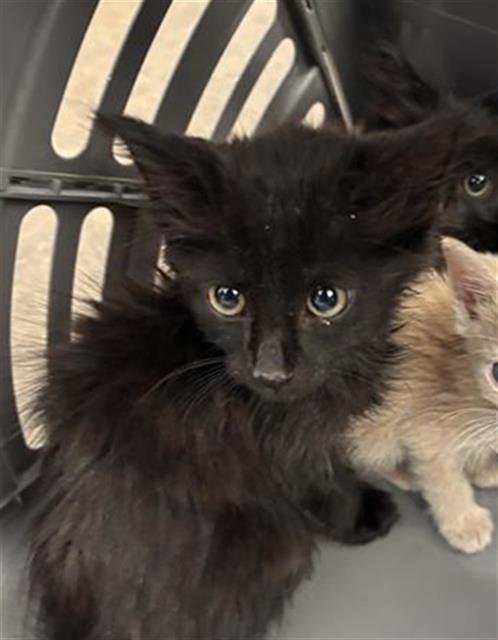 JACK - Domestic Medium Hair available for adoption