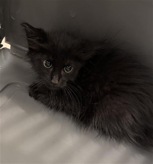 JADEN - Domestic Short Hair available for adoption
