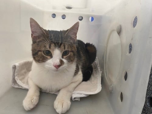 SCAR - Domestic Short Hair available for adoption