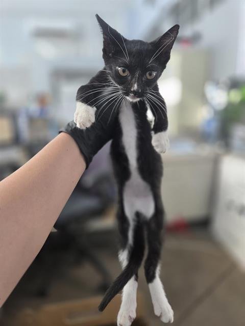 JONNY Image