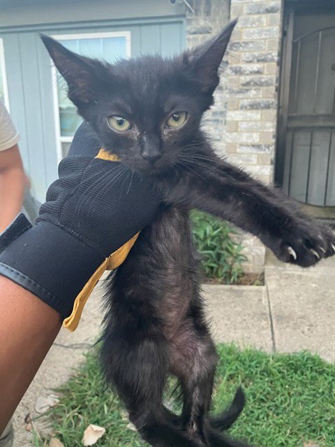 SPIDER - Domestic Short Hair available for adoption