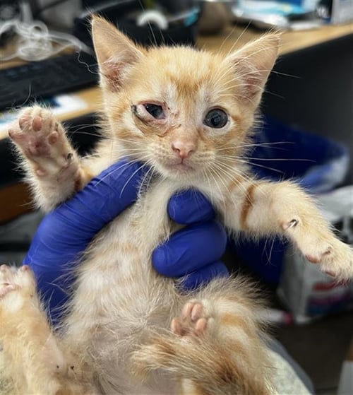 CHARLES - Domestic Medium Hair available for adoption