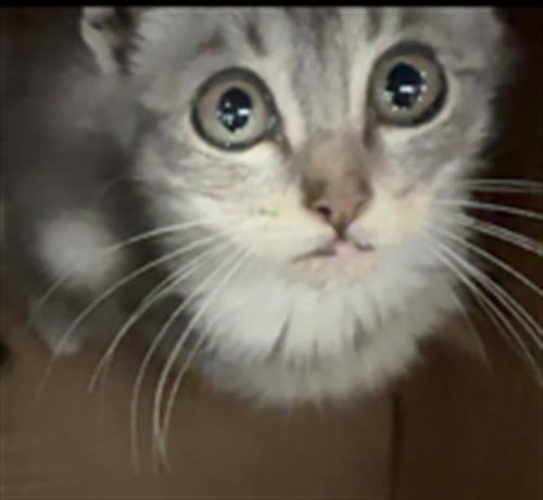 ASHBY - Domestic Medium Hair available for adoption