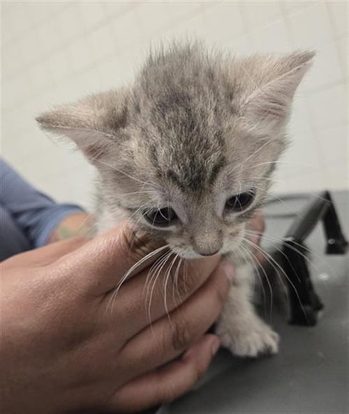 SUN - Domestic Short Hair available for adoption