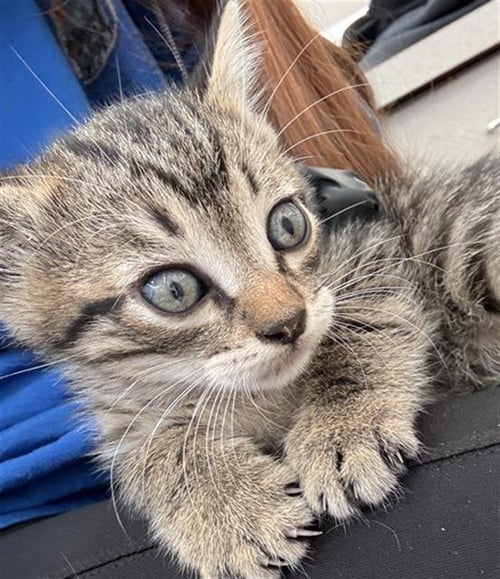 COOPER - Domestic Short Hair available for adoption