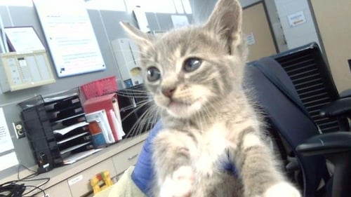 PETUNIA - Domestic Medium Hair available for adoption