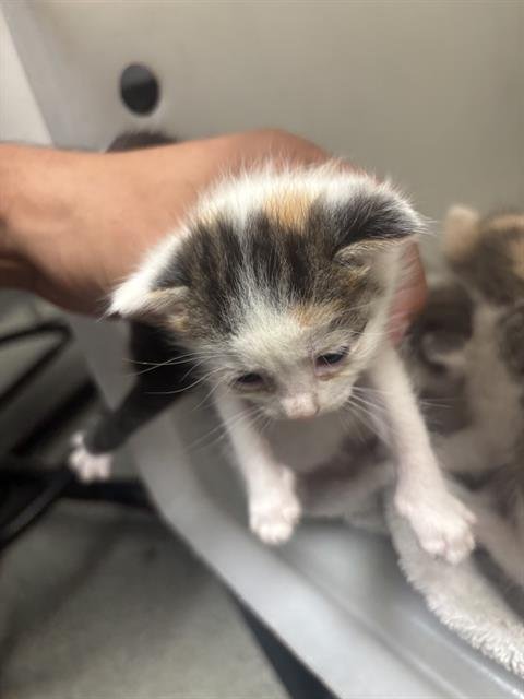 SANJI - Domestic Short Hair available for adoption