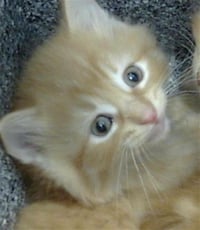 JASPER - Photo 1