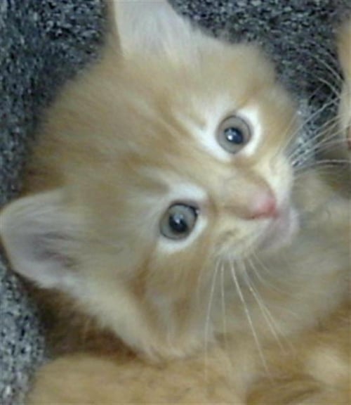 JASPER - Domestic Medium Hair available for adoption