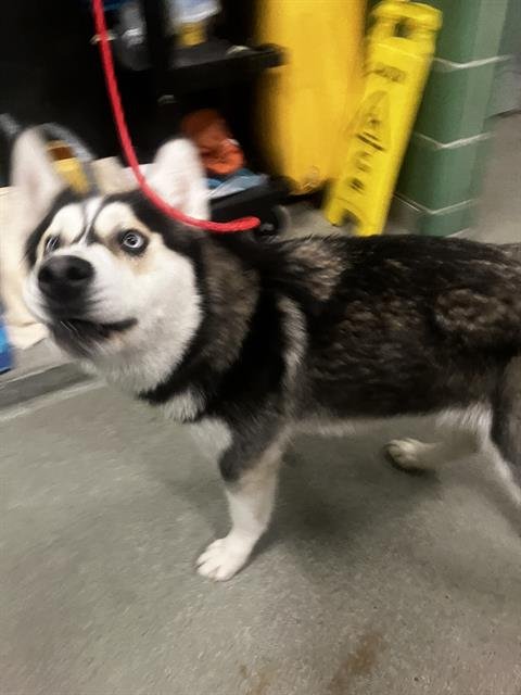 JENI - Alaskan Malamute available for adoption