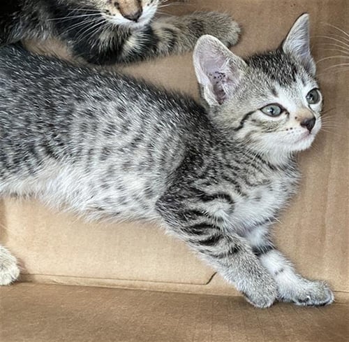 COLA - Domestic Short Hair available for adoption