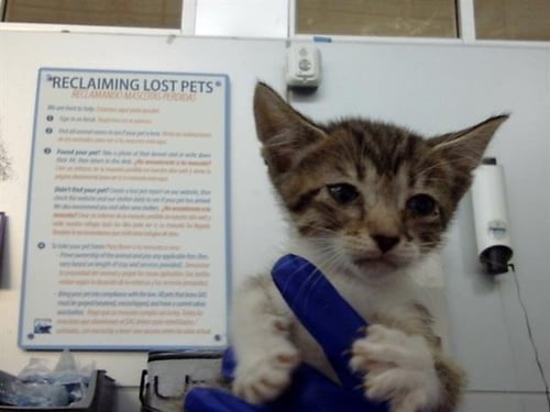 SHEA - Domestic Short Hair available for adoption