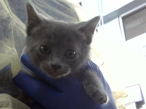 TOGO - Domestic Medium Hair available for adoption
