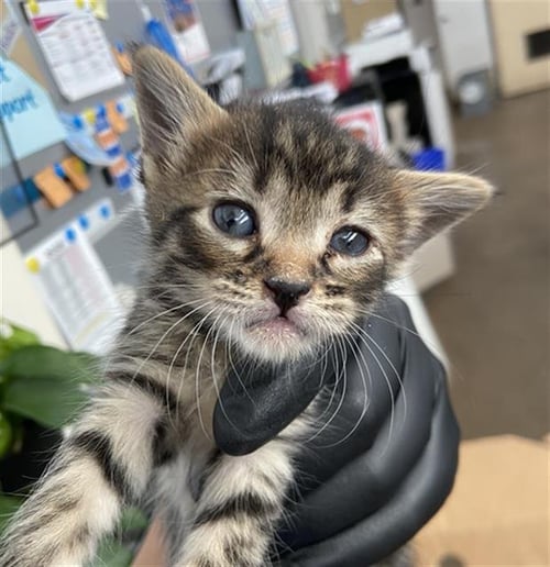 GEORGIA - Domestic Short Hair available for adoption