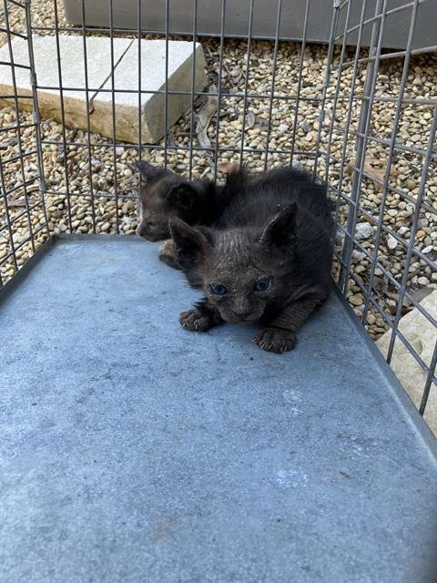 GEORGE - Domestic Short Hair available for adoption