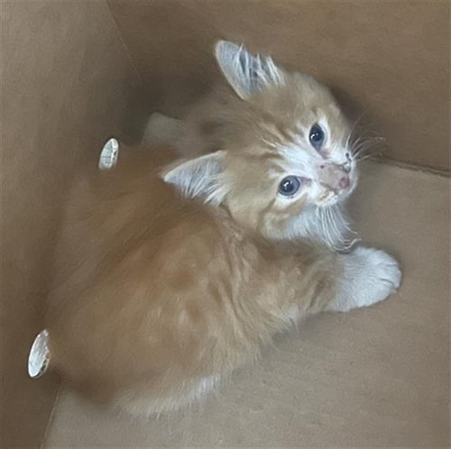 SUGAR - Domestic Short Hair available for adoption