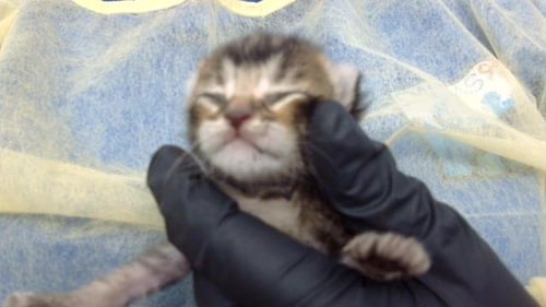 MILDRED - Domestic Medium Hair available for adoption