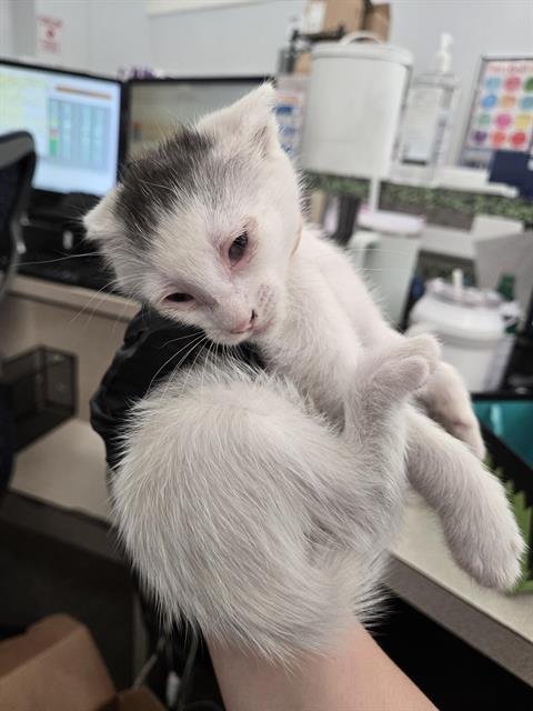 GOOFY - Domestic Short Hair available for adoption