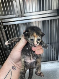 KITTEN 3 - Photo 1