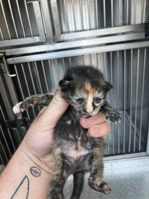 KITTEN 3 - Domestic Medium Hair available for adoption
