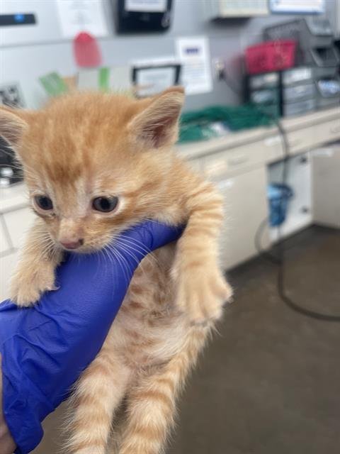 VEN - Domestic Short Hair available for adoption