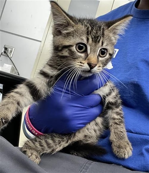 MICHU - Domestic Short Hair available for adoption
