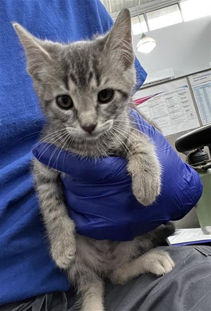 ESTRELLA - Domestic Medium Hair available for adoption