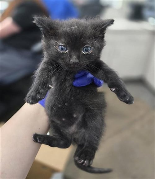 ISADORA - Domestic Short Hair available for adoption