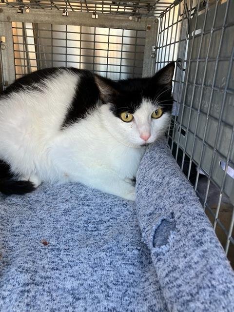 MYKONOS - Domestic Short Hair available for adoption