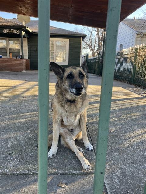 CHUBBY - German Shepherd Dog available for adoption