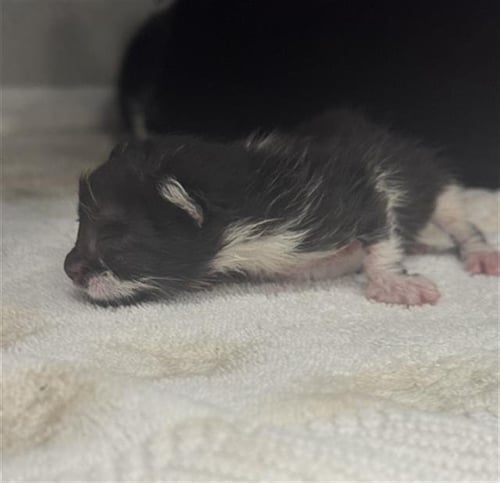 2 - Domestic Short Hair available for adoption