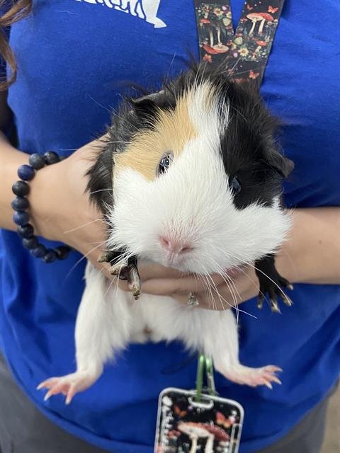 EMMA - Guinea Pig available for adoption