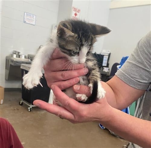 CYRUS - Domestic Short Hair available for adoption