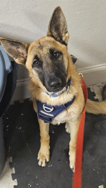 MAYA - Belgian Shepherd Malinois available for adoption