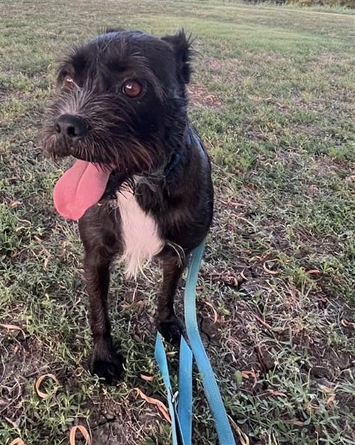 CHESTER - Miniature Schnauzer available for adoption
