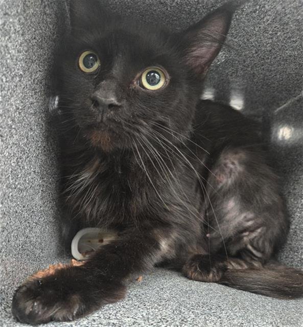 LOUIE - Domestic Short Hair available for adoption