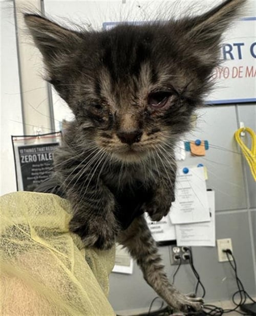 ACORN - Domestic Medium Hair available for adoption
